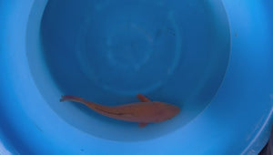 Chagoi