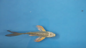 Long Fin Ginrin Mukashi Ogon Butterfly Koi 18cm Nisai – Yamasan (EK7004) | Japanese Koi UK