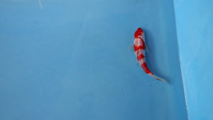Kohaku