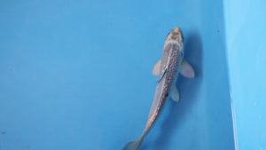 Kawarigoi