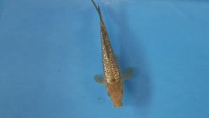 🌟 Harvest of Excellence: Maruhiro Growout 2025 🌟  - Ginrin Chagoi