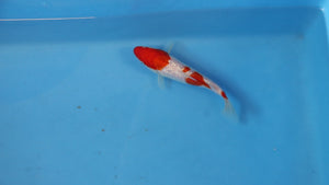 Ginrin Kohaku Koi 19cm Nisai – Oofuchi (EK7064) | Japanese Koi UK