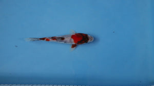 Elite Koi Winter Grow-Out: 35 Showa & 15 Sanke from Maruhiro - Showa