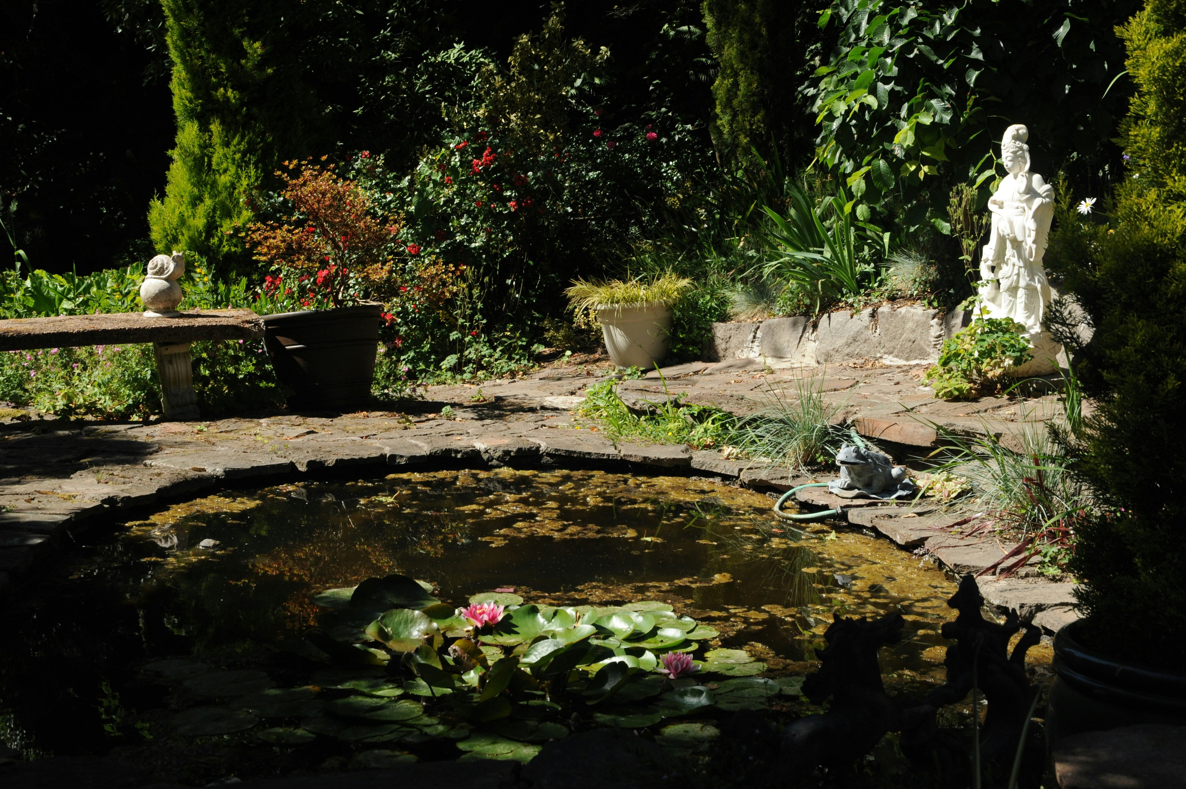 A garden pond surrounded by greenery