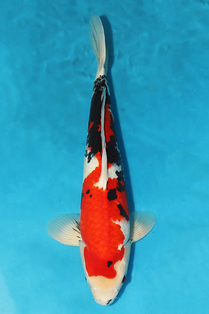 EK2835-Showa-55cm-Nisai-Isa-KoiforSale-EliteKoi