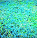 Japanese matting.jpg